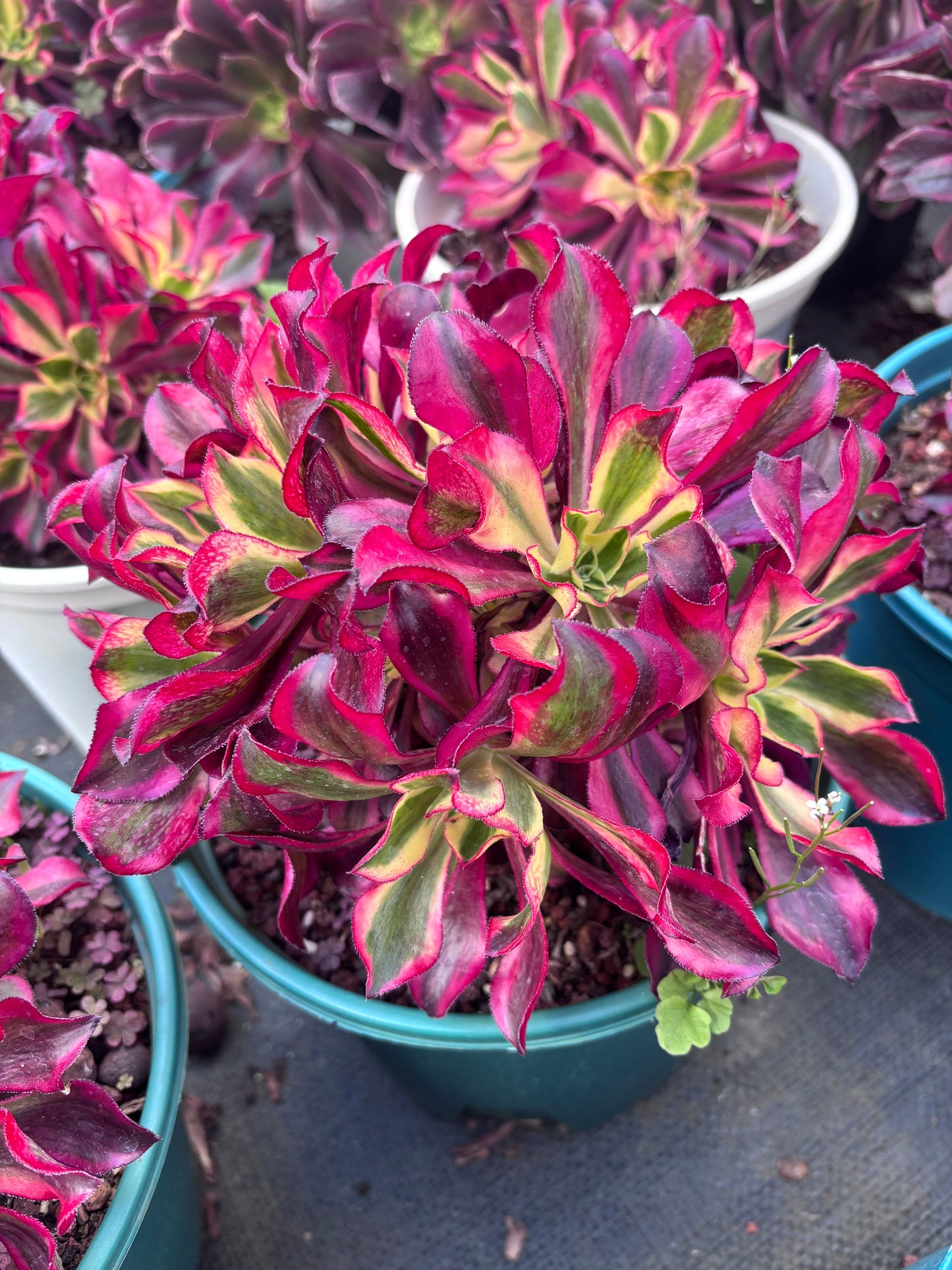 魅影群生,Cluster Aeonium Phantom,20cm,Cluster At Least 8heads