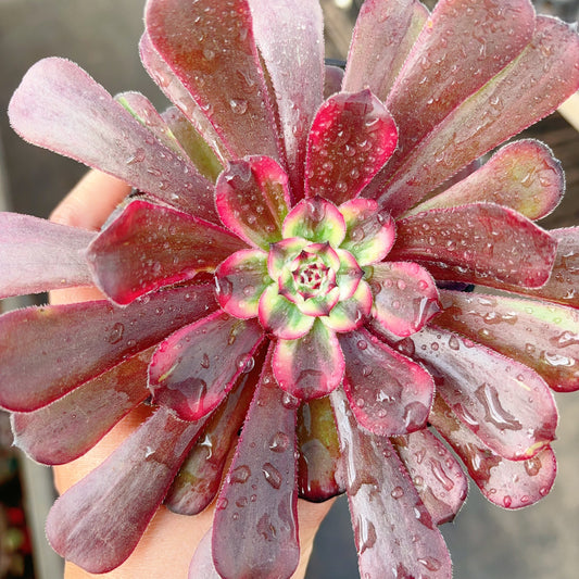 晨露,Aeonium Moring Dew,Cutting 10cm