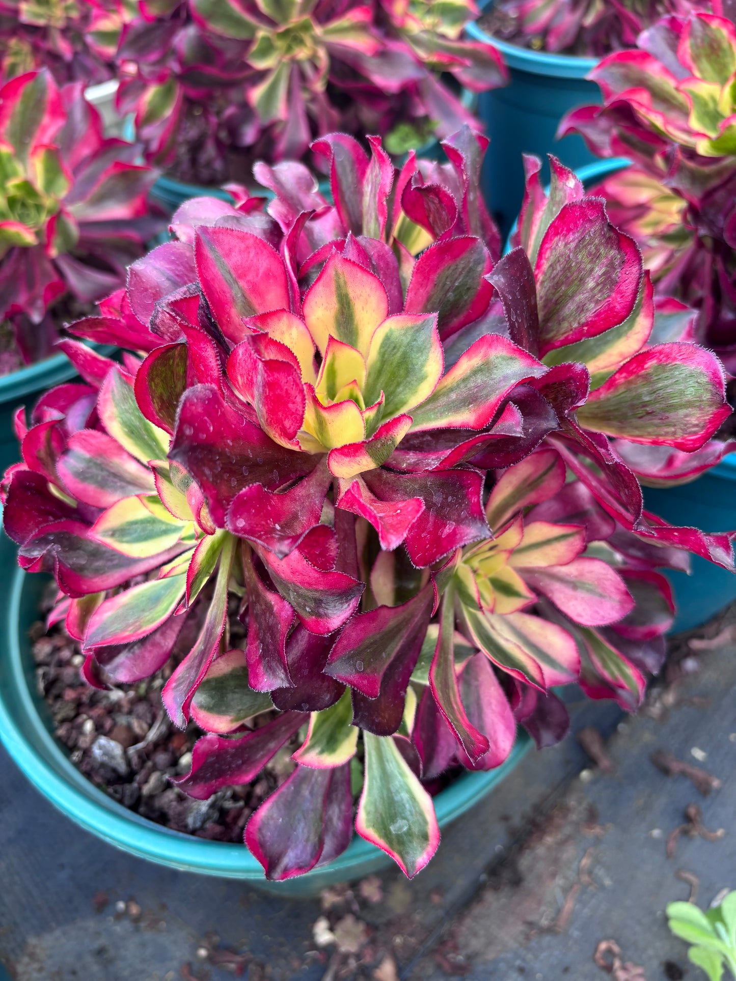 魅影群生,Cluster Aeonium Phantom,20cm,Cluster At Least 8heads