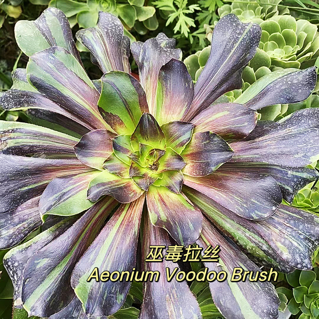 voodoo succulent 巫毒拉丝Aeonium Voodoo Brush,Cutting 20cm – aliceinsucculand