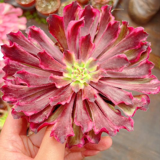 黑暗女神,Aeonium Dark Goddess,Cutting 10cm