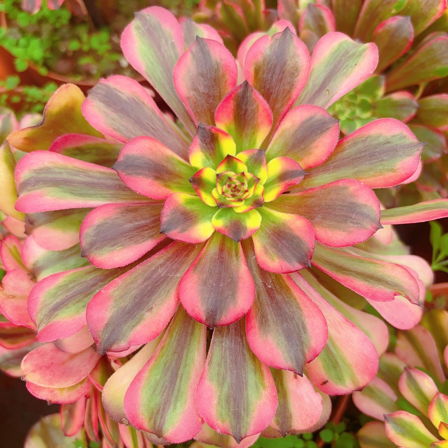 胭脂,Aeonium Rouge,Cutting 10cm