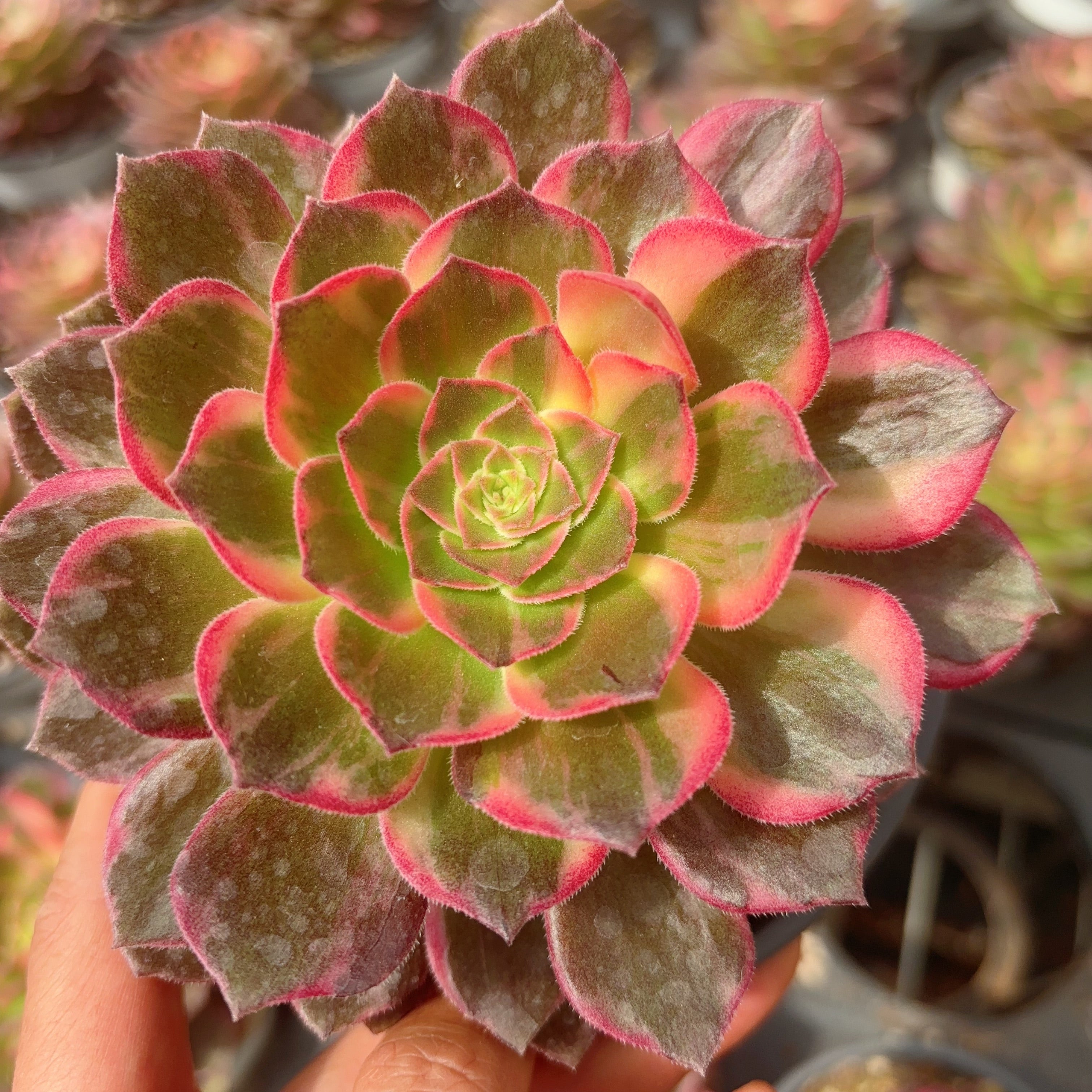 kaleidoscope succulent 万花筒,Aeonium Kaleidoscope,Cutting 8cm – aliceinsucculand