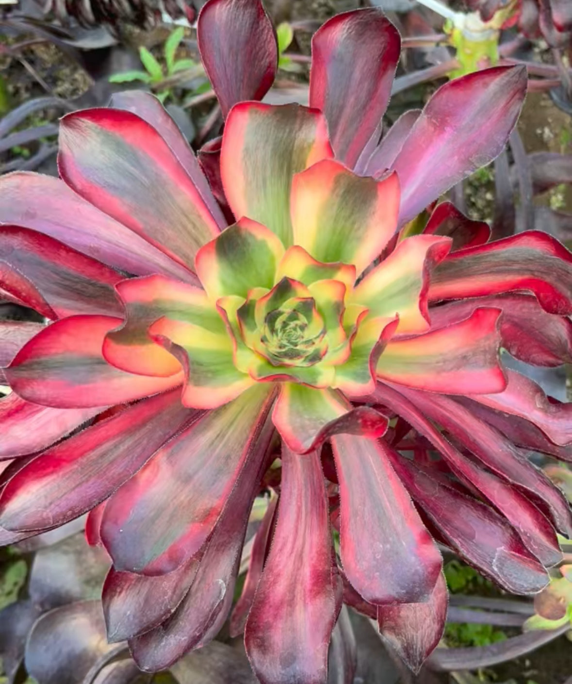 红魔女,Aeonium Scarlet Witch/Voodoo Selected,Single head,15-20cm