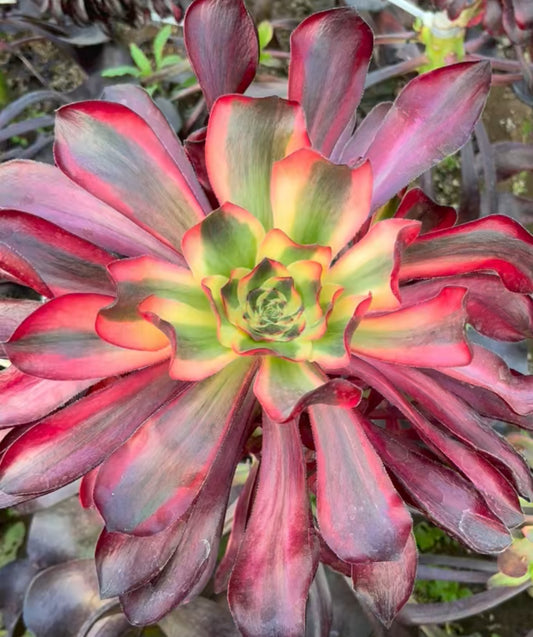 红魔女,Aeonium Scarlet Witch/Voodoo Selected,Cutting,15-20cm