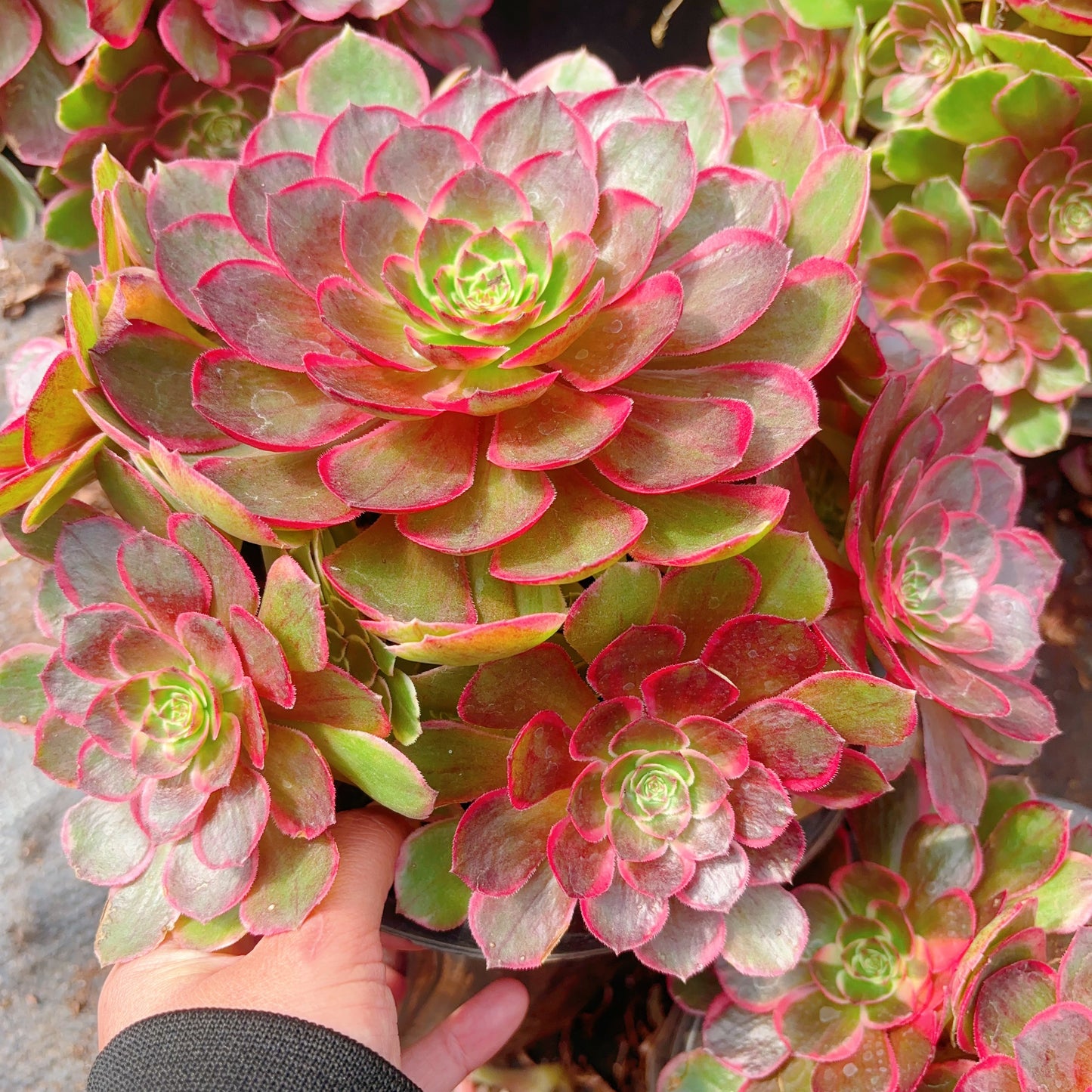夜宴,Aeonium Evening Banquet,Cluster,20-25cm At Least 10 heads
