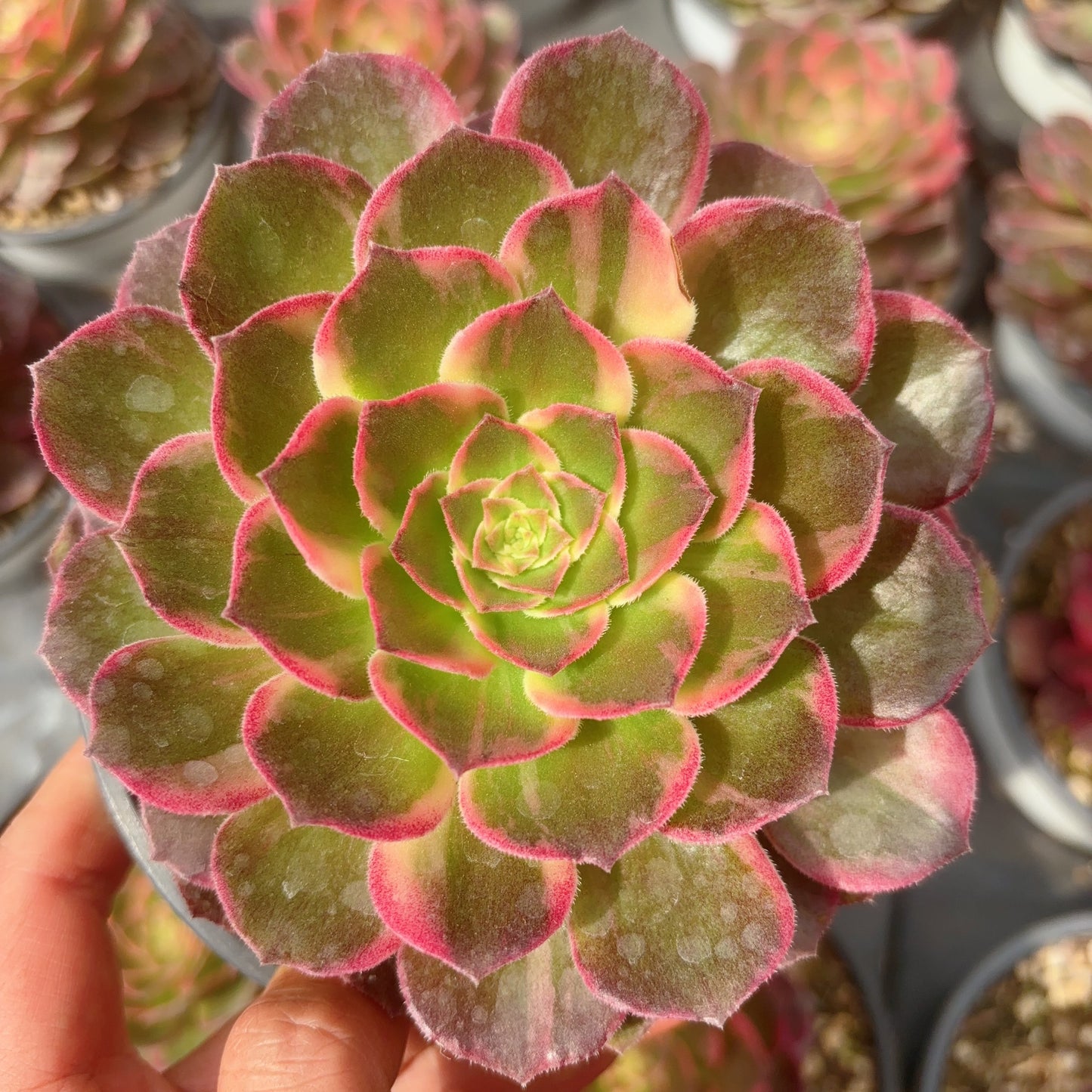 万花筒,Aeonium Kaleidoscope,Cutting 8cm