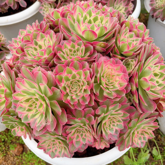 粉水晶,Aeonium Pink Crystal,Rootless cluster,At least 20 heads,35cm