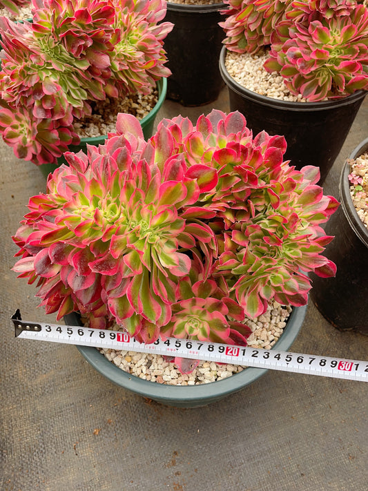 Pre-Sale!! Shipping in September!!!女巫缀化Aeonium Pink Witch Cristata.25-30cm.
