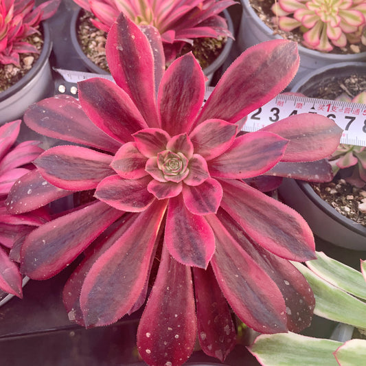 浣纱Aeonium White Yarn,Single head with root,13cm