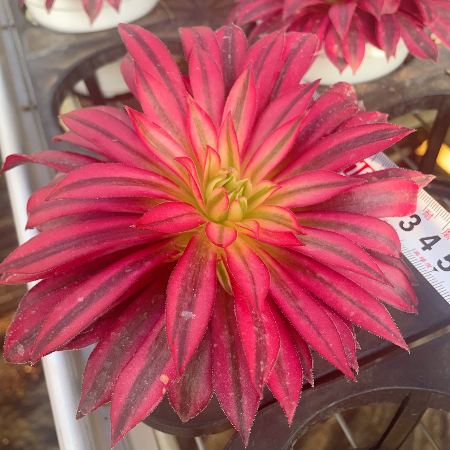 凤凰,Aeonium Phoenix,Cutting,13cm