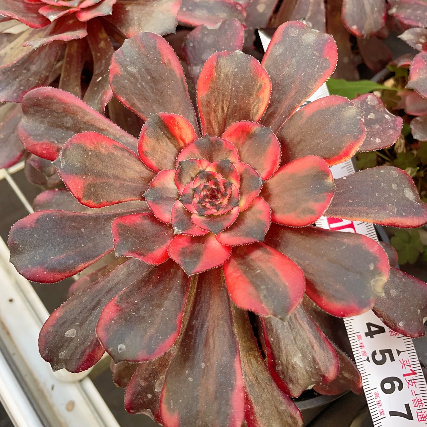 火烧云Aeonium Burning Clouds,Cutting,13cm