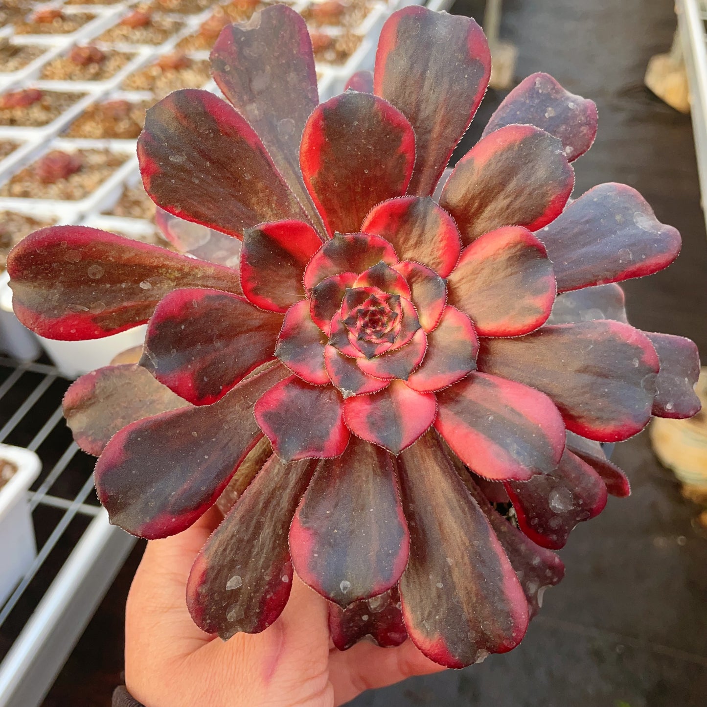 火烧云Aeonium Burning Clouds,Cutting,13cm