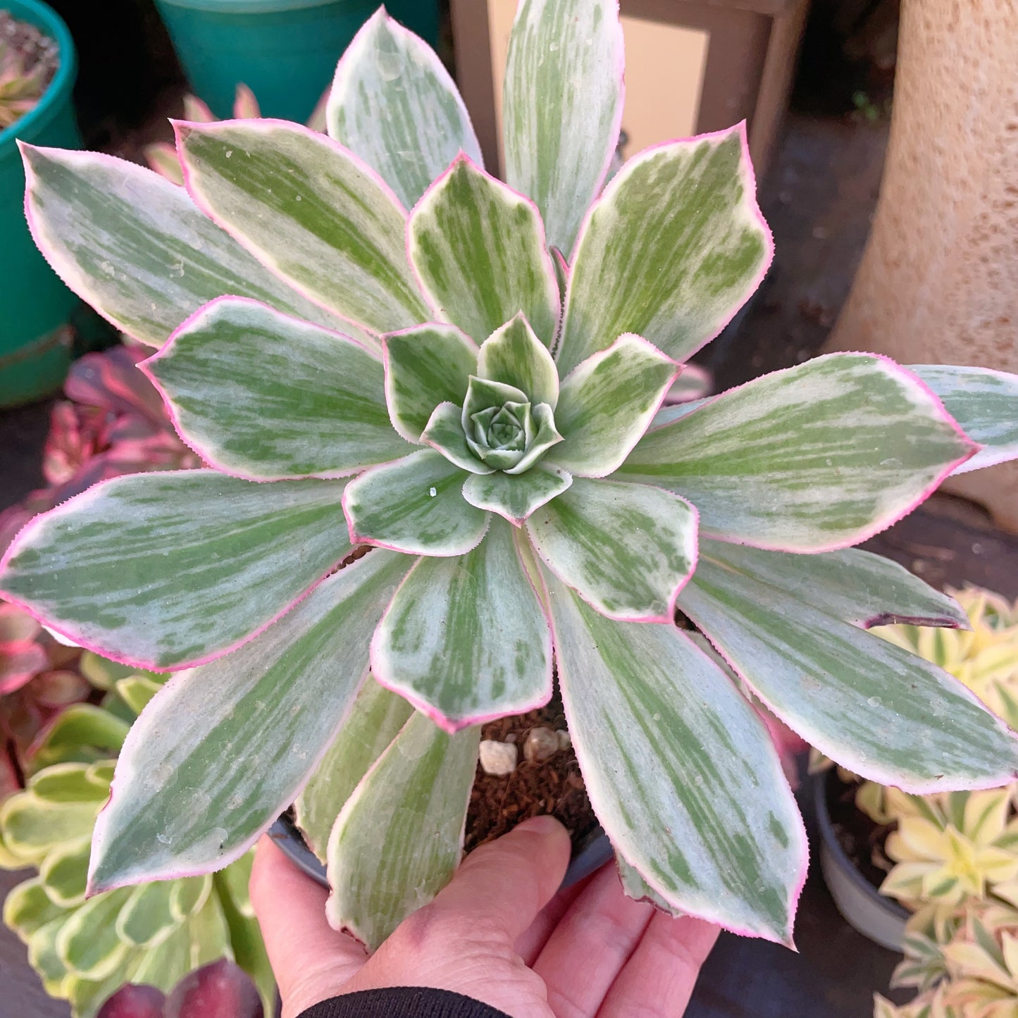 清影,Aeonium Clear Shadow,Cutting,15cm