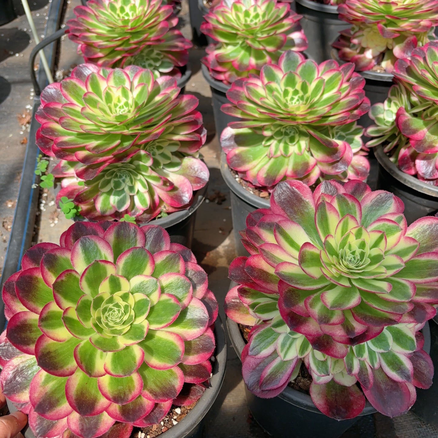 玉姿Aeonium Yuzi,Cluster At least 5 heads 20cm