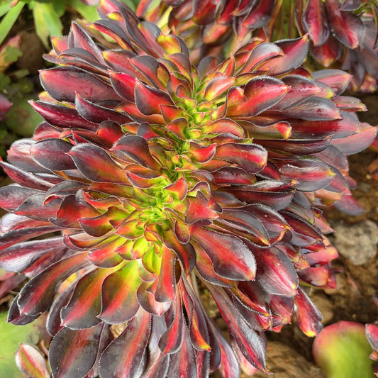 Pre-Sale!! Shipping in September!!!虹缀化 Cristata. Aeonium Rainbow，Cutting Crested 20cm