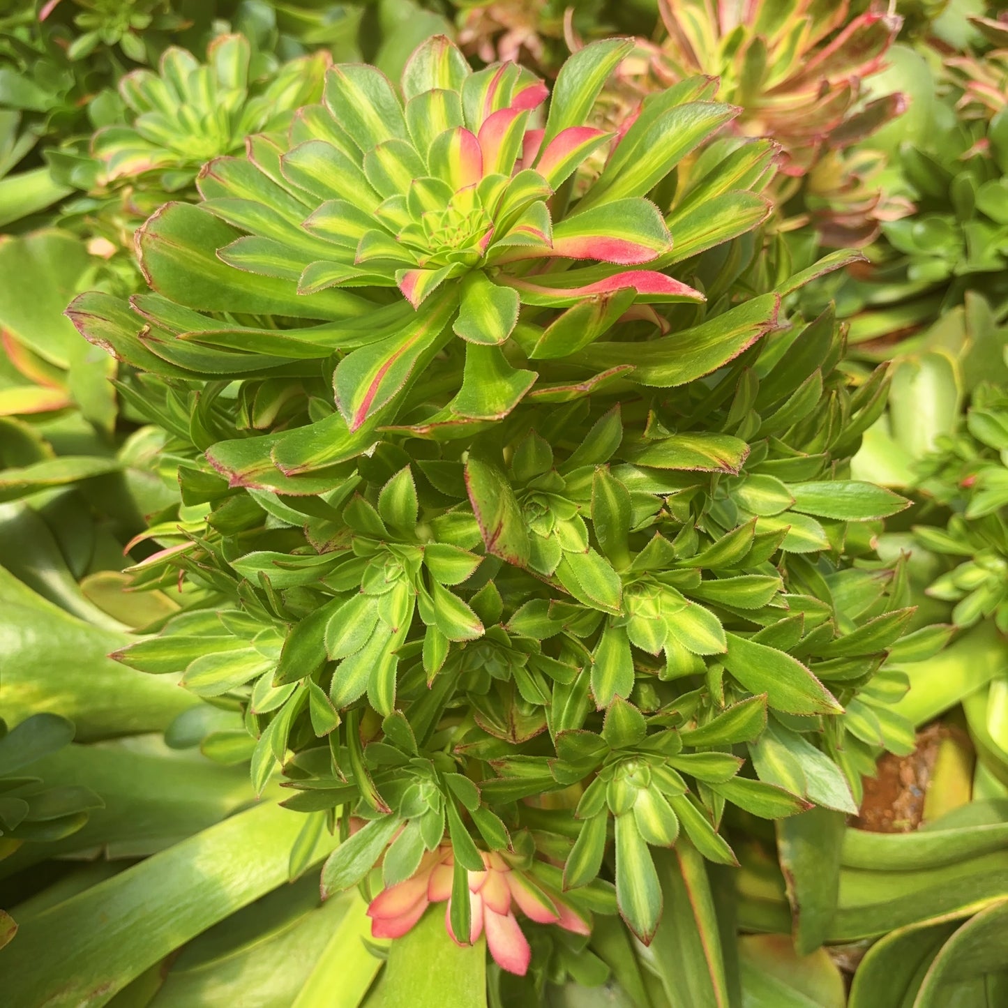 知否,Aeonium ‘Zhi Fou’,Rootless cluster at least 10 heads 20cm.PLEASE READ THE DETAILS!!!