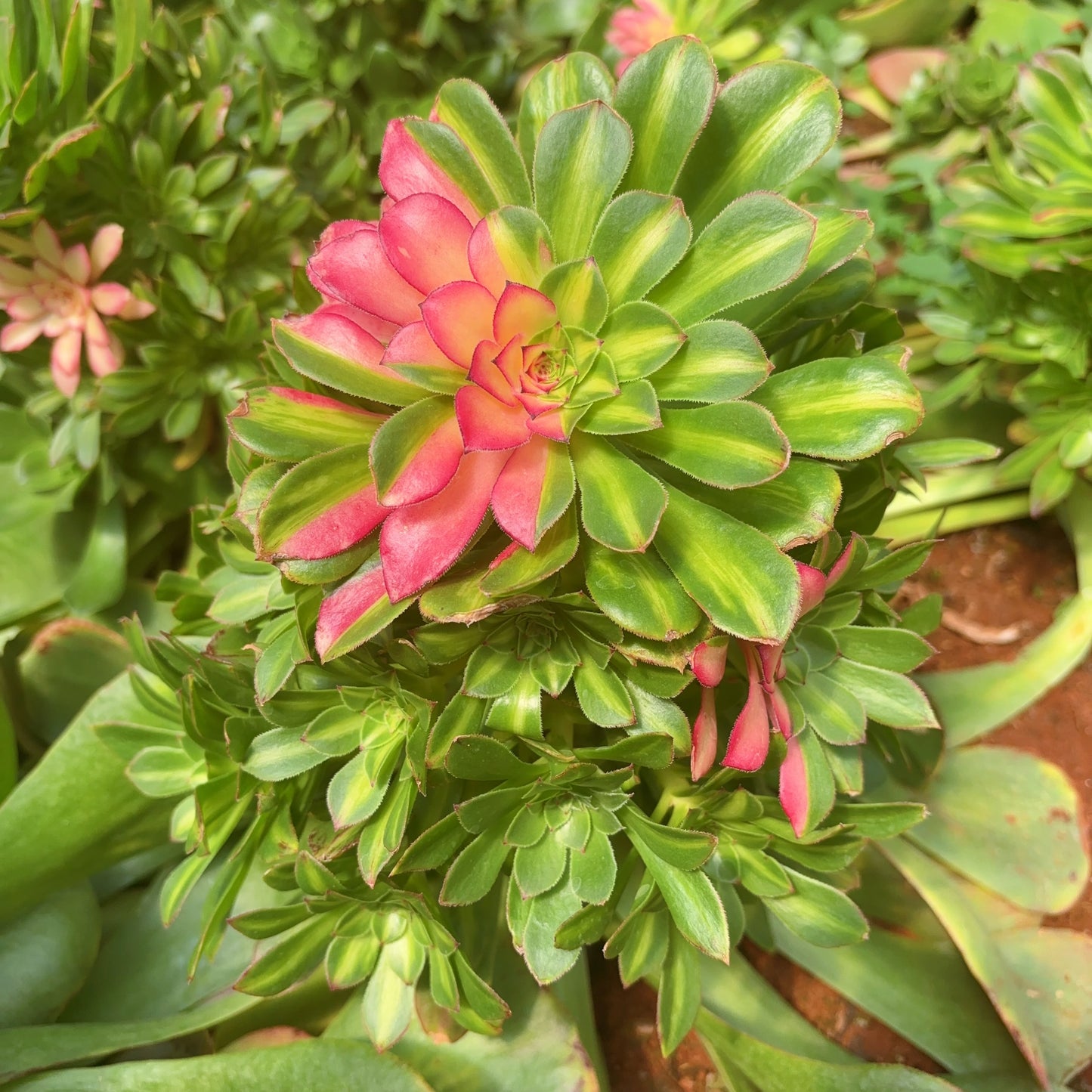 知否,Aeonium ‘Zhi Fou’,Rootless cluster at least 10 heads 20cm.PLEASE READ THE DETAILS!!!