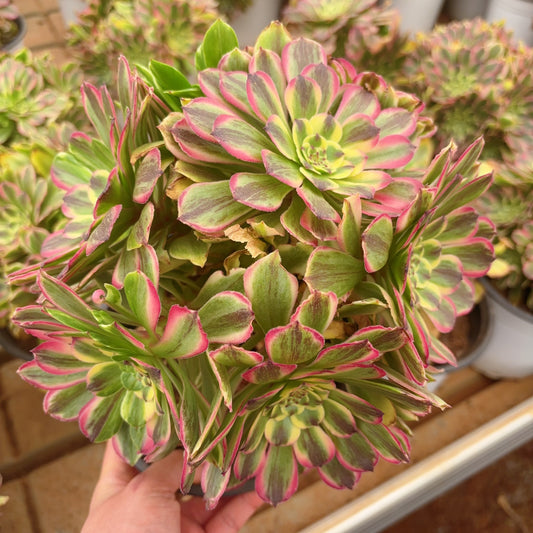 Pre-Sale!! Shipping in September!!!宽叶粉黛Cluster Aeonium Broadleaf Pink Daisy,With at least 7 head 20-25cm