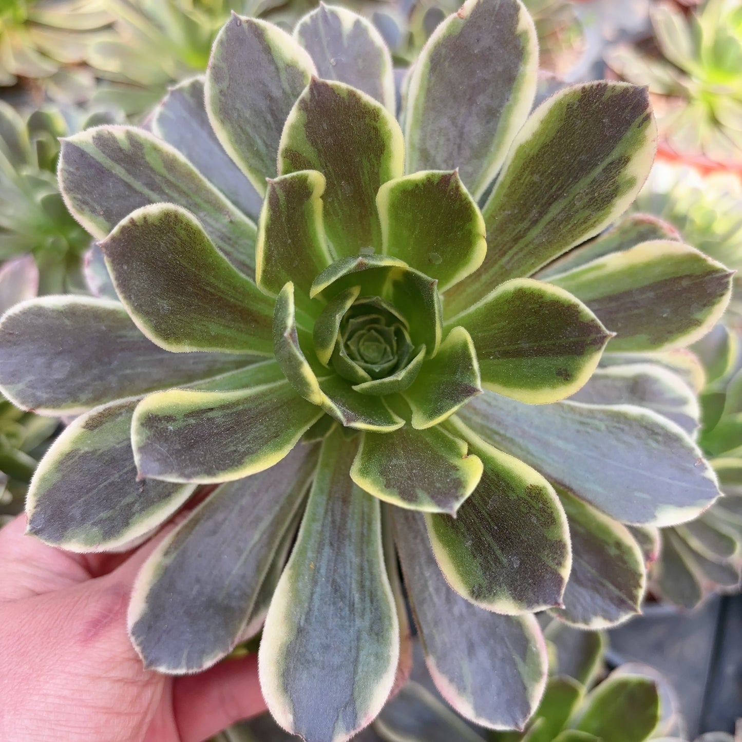 灰姑娘Aeonium Cinderella,Single head with root, 13cm