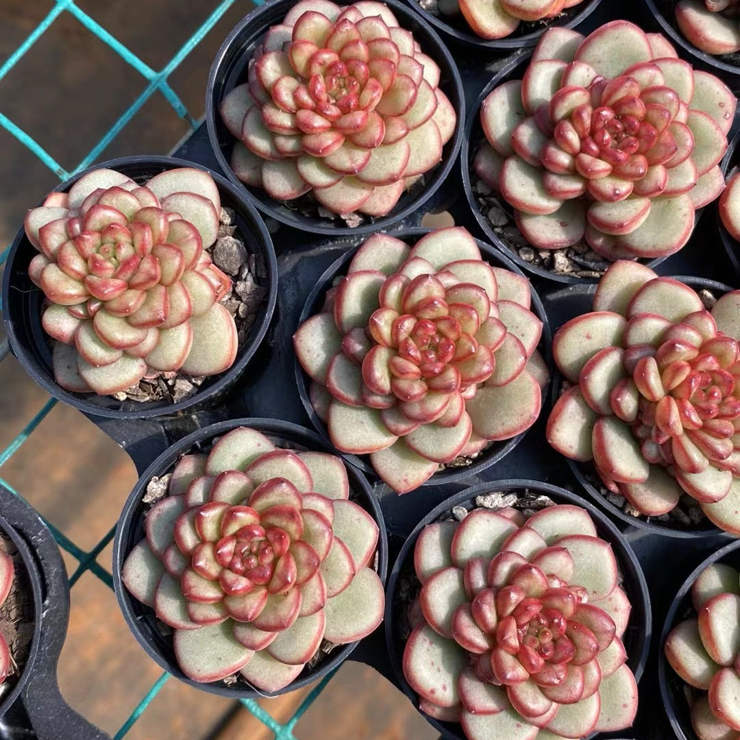 亚当,Echeveria Adam,Single head,5.5cm pot