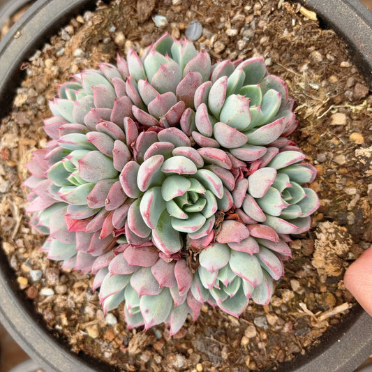 娜小勾群,Echeveria Nana,Cluster 20cm Pot