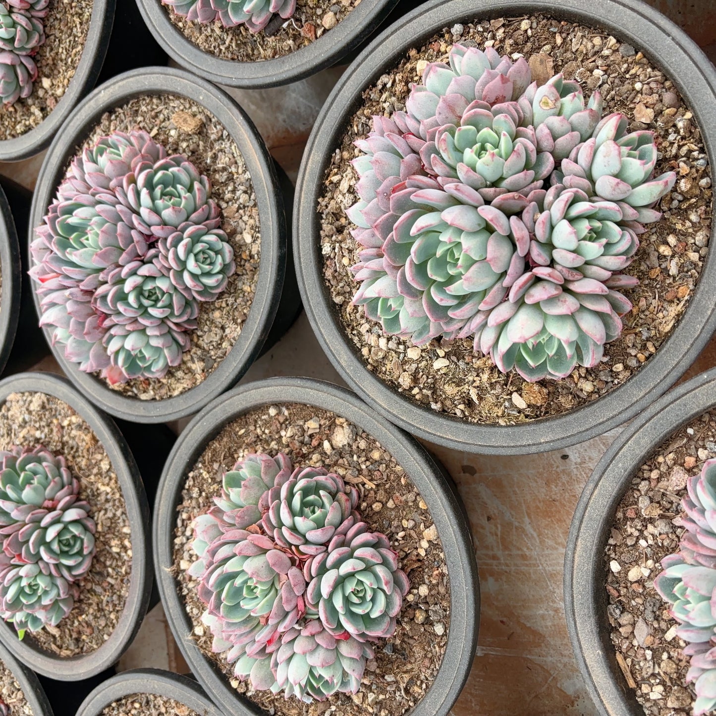 娜小勾群,Echeveria Nana,Cluster 20cm Pot