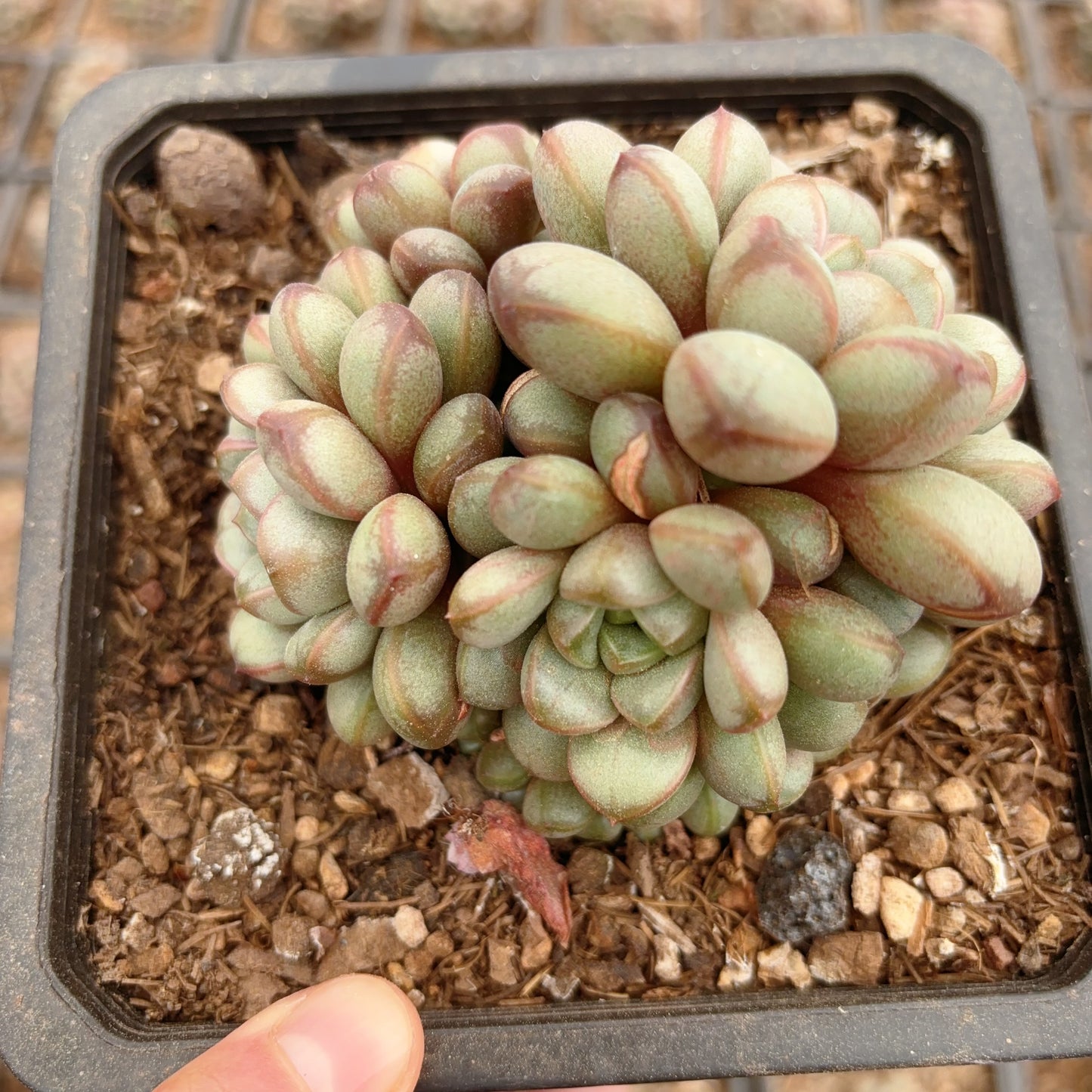 葡萄群,Graptoveria amethorum,Cluster 16cm pot