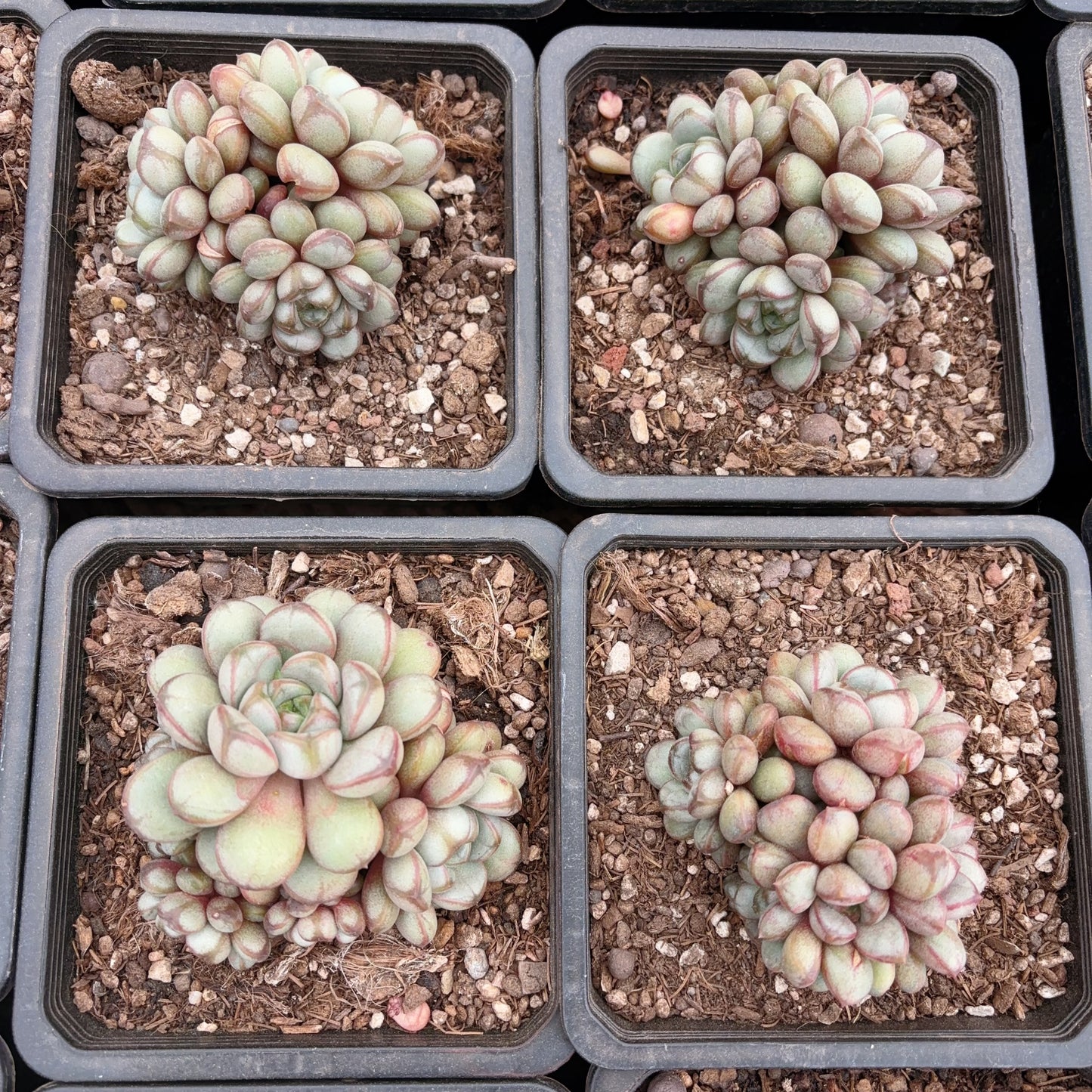 葡萄群,Graptoveria amethorum,Cluster 16cm pot
