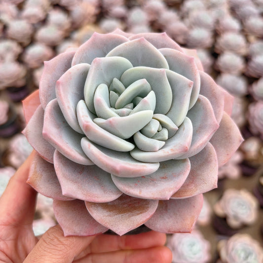 樱花雪,Echeveria Sakura Fall,Single head 12cm pot