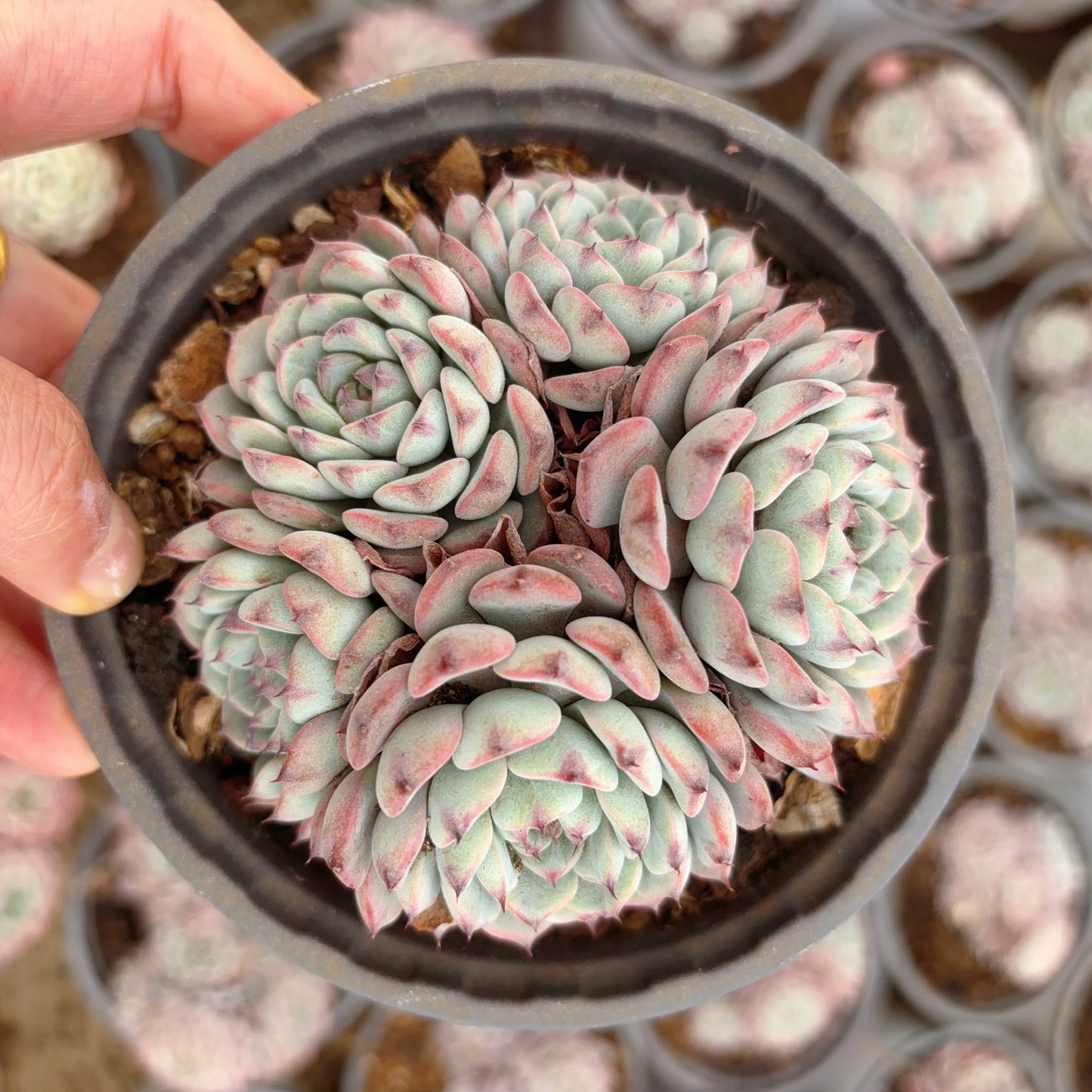 姬莲群 Echeveria Minima,cluster 12 cm Pot