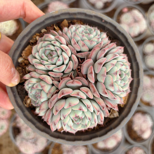 姬莲群 Echeveria Minima,cluster 12 cm Pot