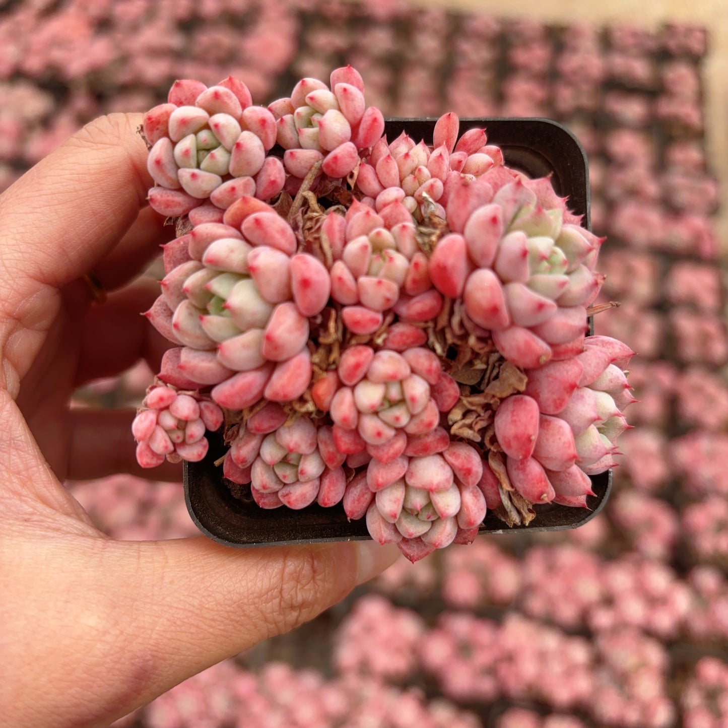 红袖娘小群,Echeveria Lady Hopeshow,Cluster 7cm pot