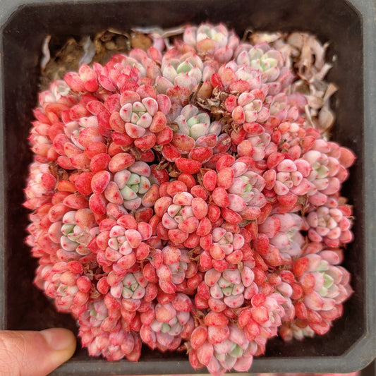 红袖娘大群,Echeveria Lady Hopeshow,Big size Cluster 18cm pot