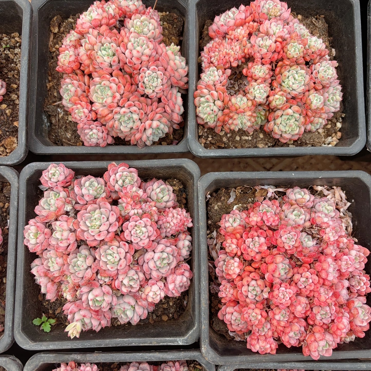 红袖娘大群,Echeveria Lady Hopeshow,Big size Cluster 18cm pot