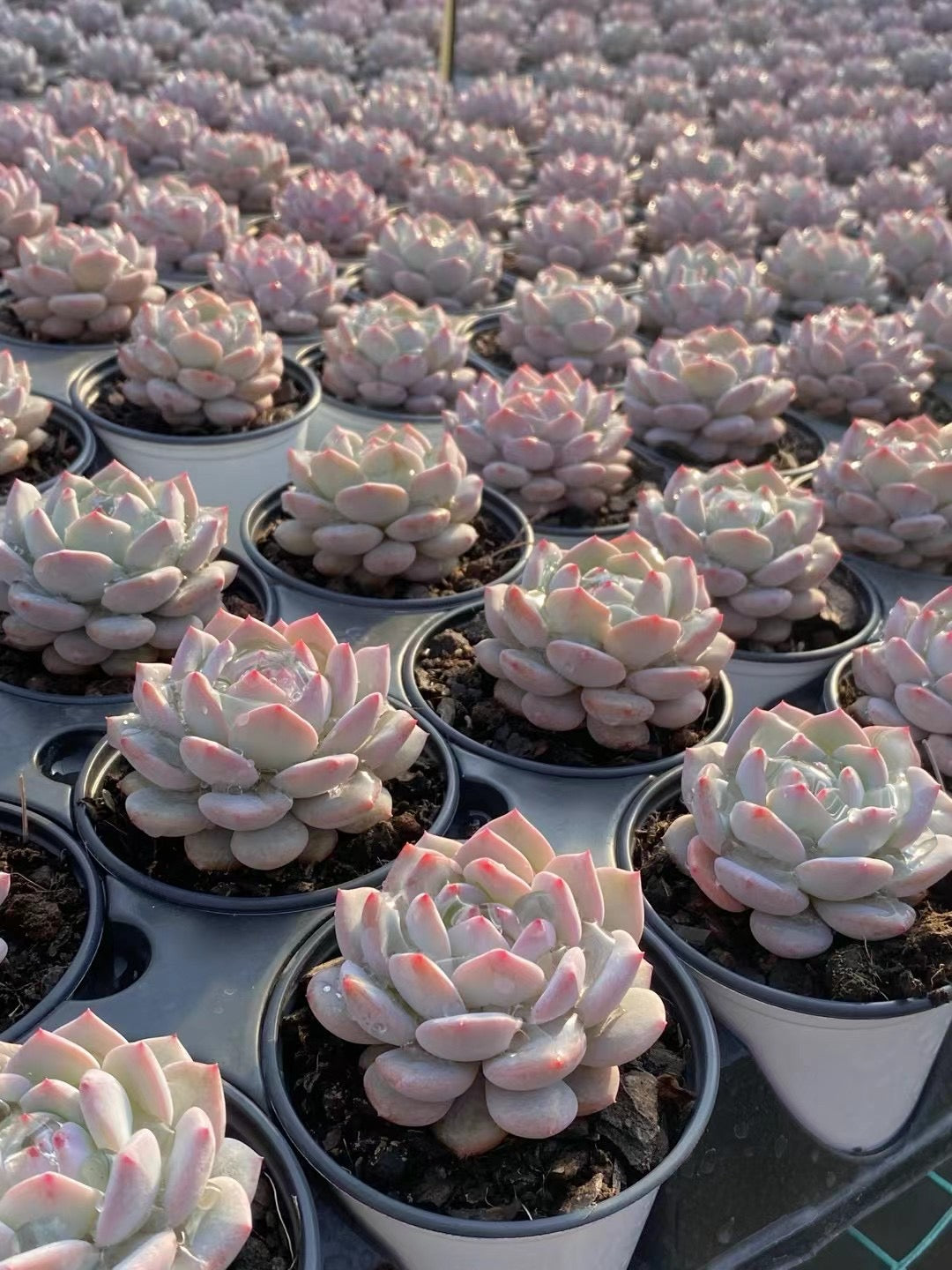 玉芙蓉,Echeveria Jade lotus,Single head 9cm pot