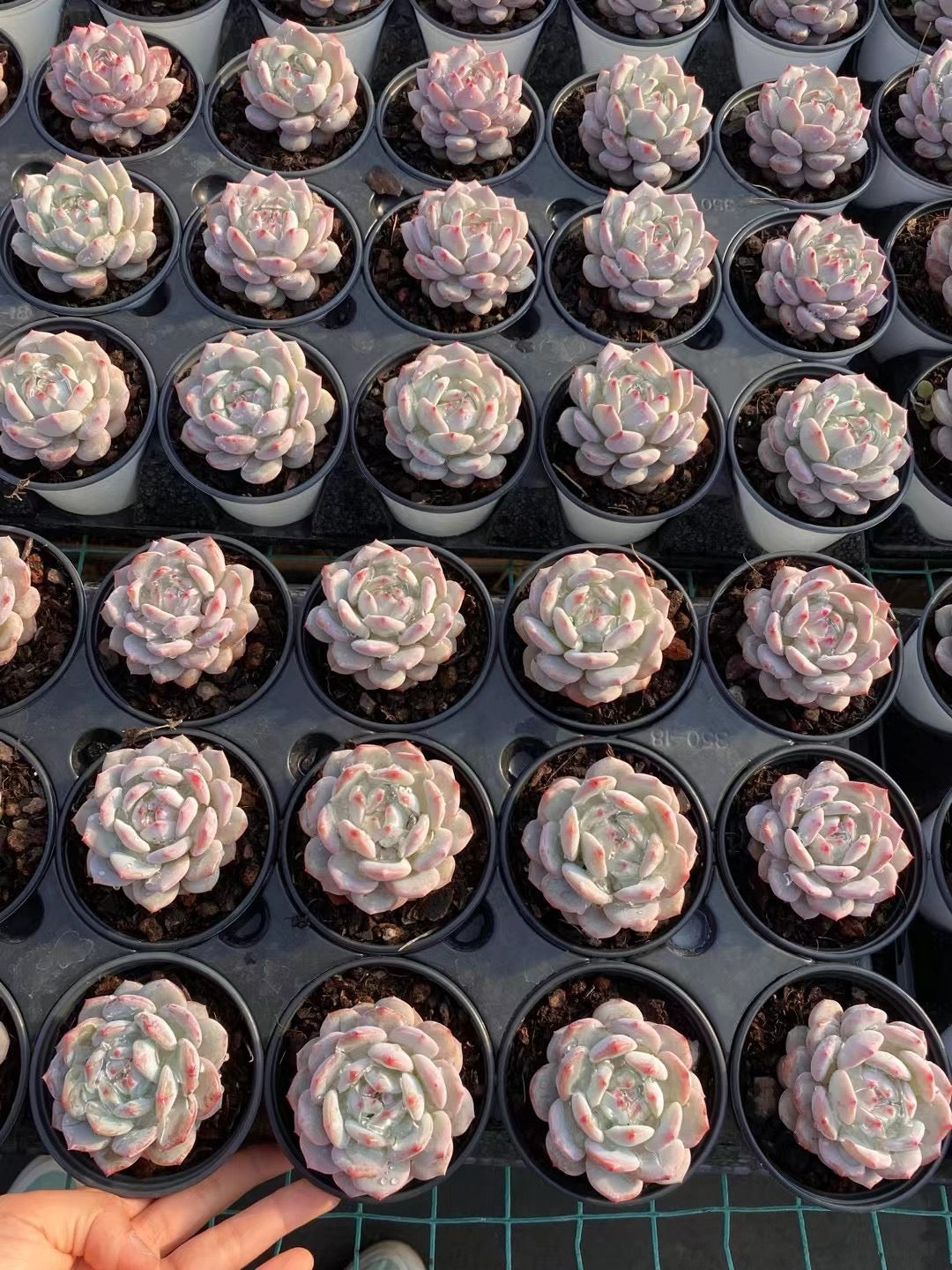 玉芙蓉,Echeveria Jade lotus,Single head 9cm pot