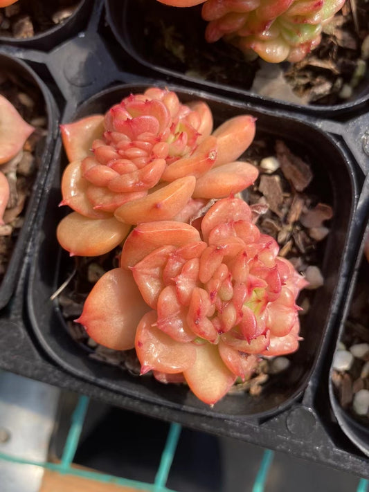 蜡牡丹Echeveria Rolly,Double Heads 7cm Pot