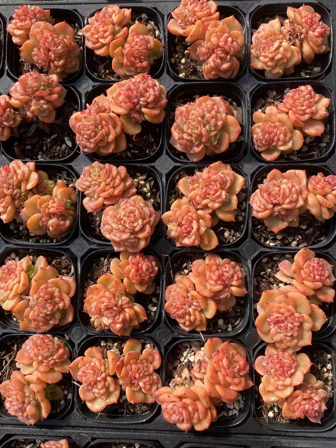 蜡牡丹Echeveria Rolly,Double Heads 7cm Pot