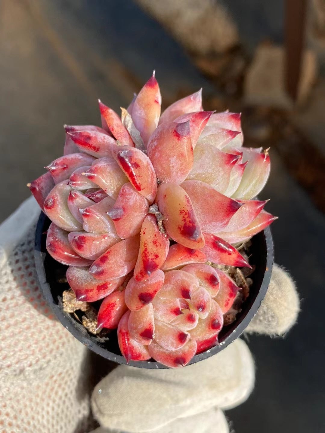 粉钻群,Echeveria Pink Diomand,Cluster 5.5cm pot