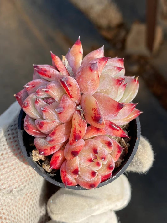 粉钻群,Echeveria Pink Diomand,Cluster 5.5cm pot