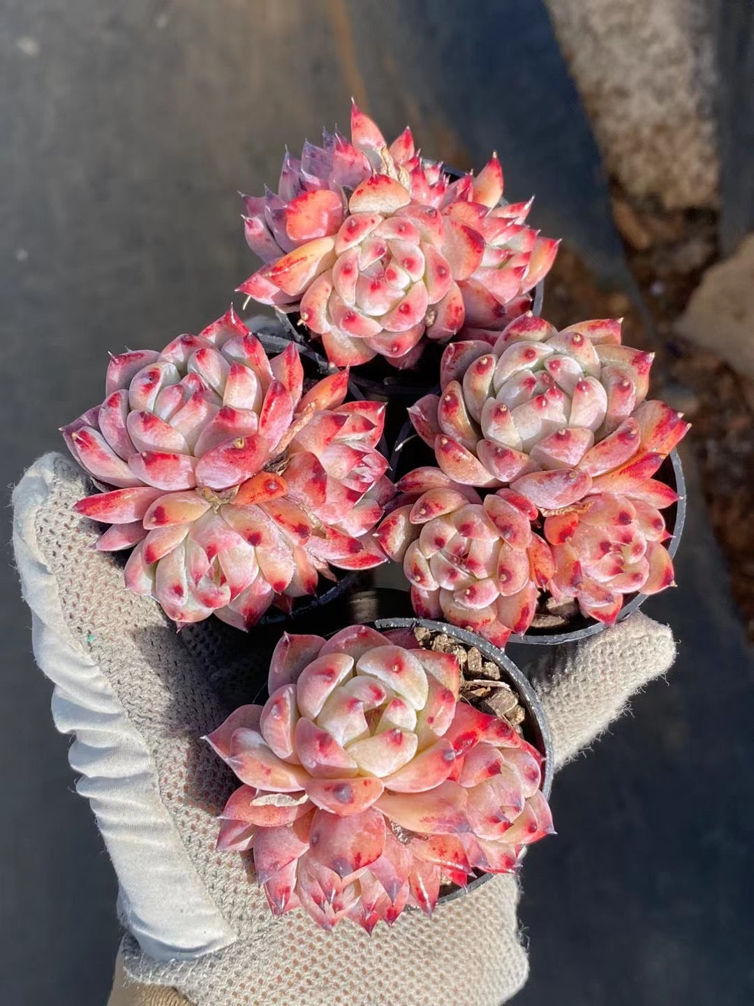 粉钻群,Echeveria Pink Diomand,Cluster 5.5cm pot