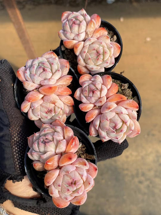 棱镜双头,Echeveria Prism,2heads ,5.5cm pot