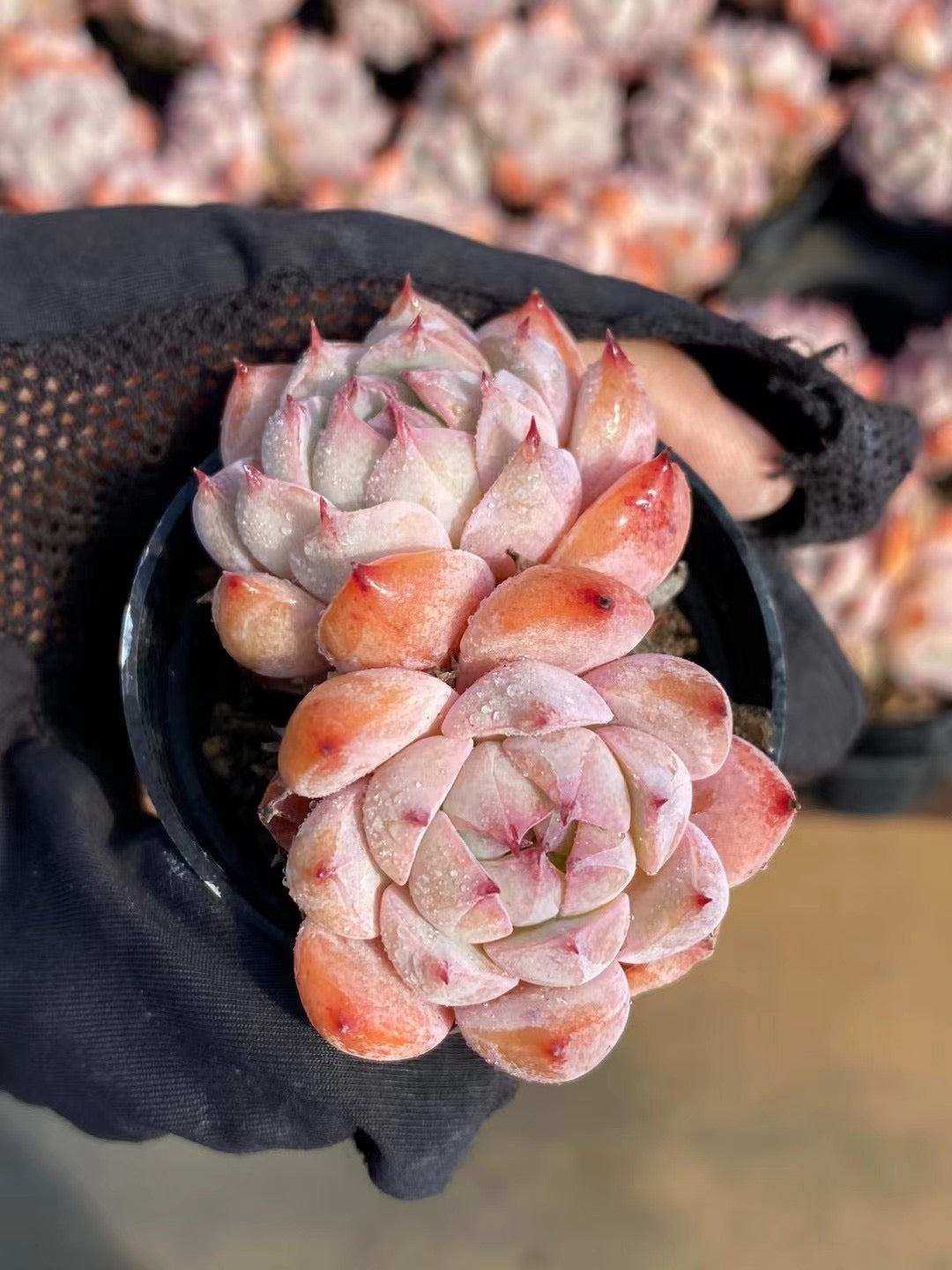 棱镜双头,Echeveria Prism,2heads ,5.5cm pot