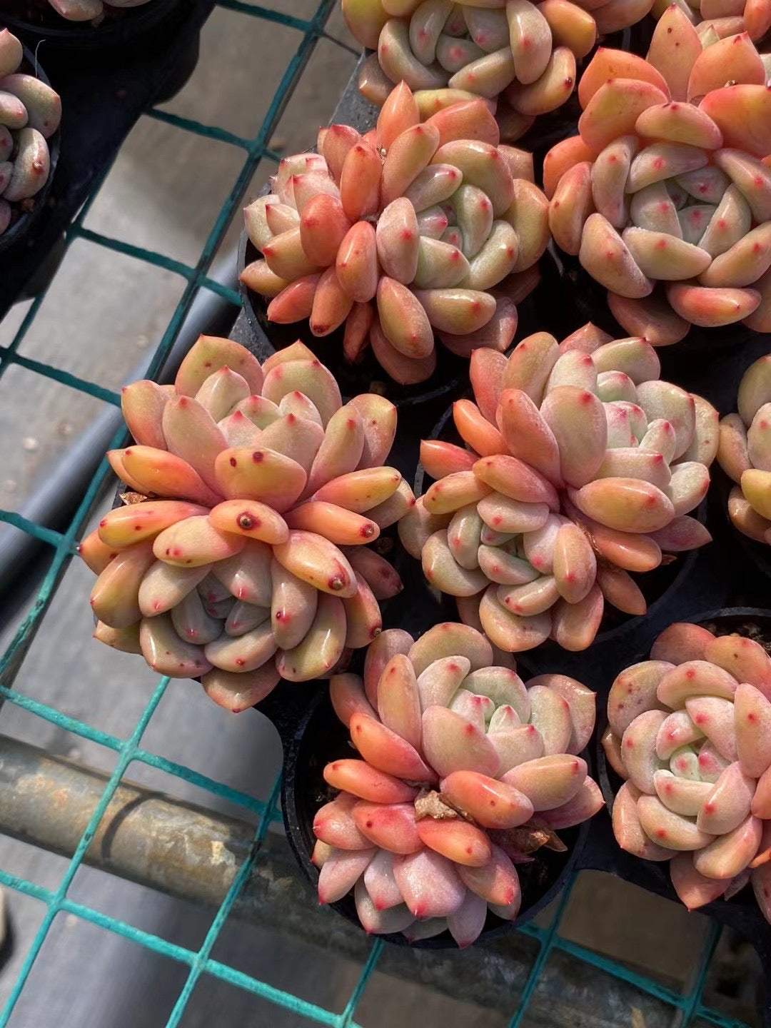 林依晨,Echeveria Ariel Lin,2 heads 5.5cm pot