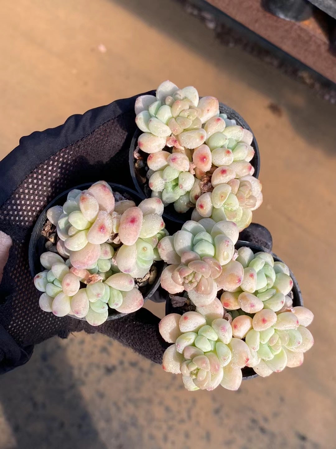 劳尔群,Echeveria Laurel,Cluster 5.5cm pot