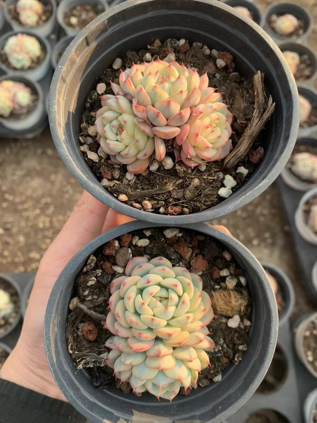 姬莲锦Varigated Echeveria Minima.,2-3heads 9 cm Pot