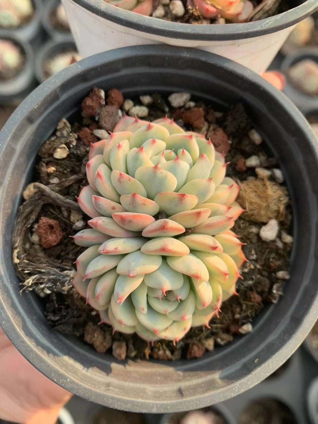 姬莲锦Varigated Echeveria Minima.,2-3heads 9 cm Pot