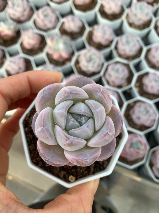 雪玉,Echeveria Snow Jade,Single head 8cm pot