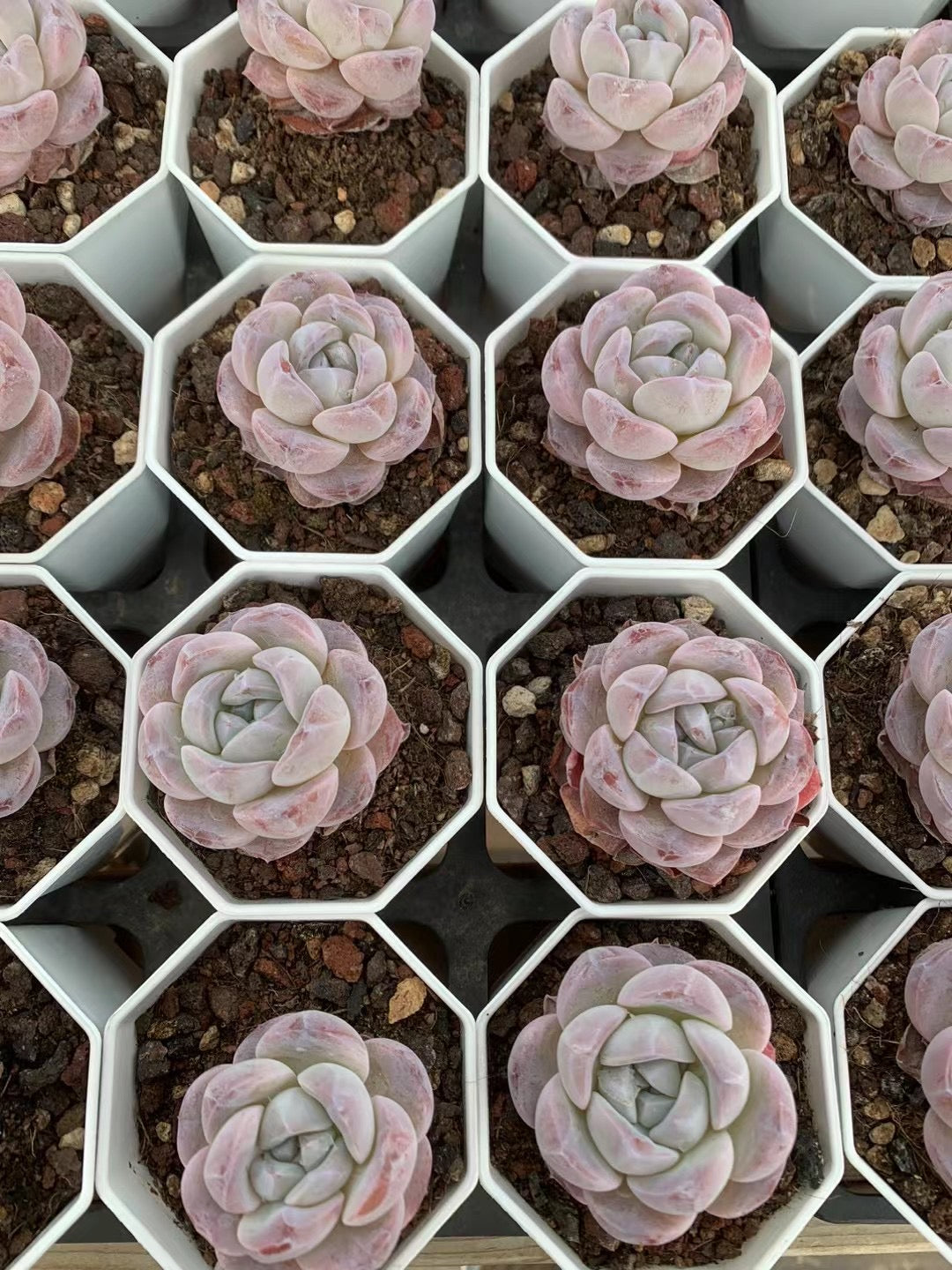 雪玉,Echeveria Snow Jade,Single head 8cm pot